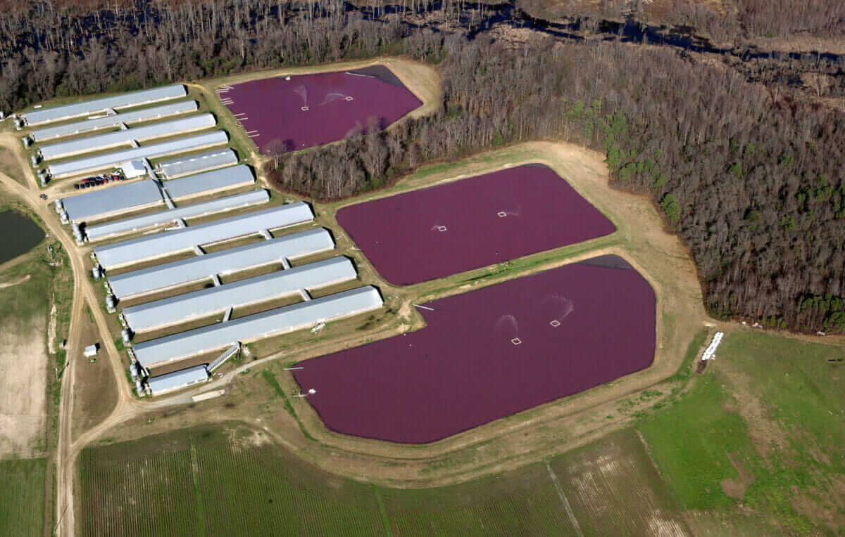 Photograph of a hog factory farm in Smithfield, North Carolina, with waste lagoons visible next to the main structure.